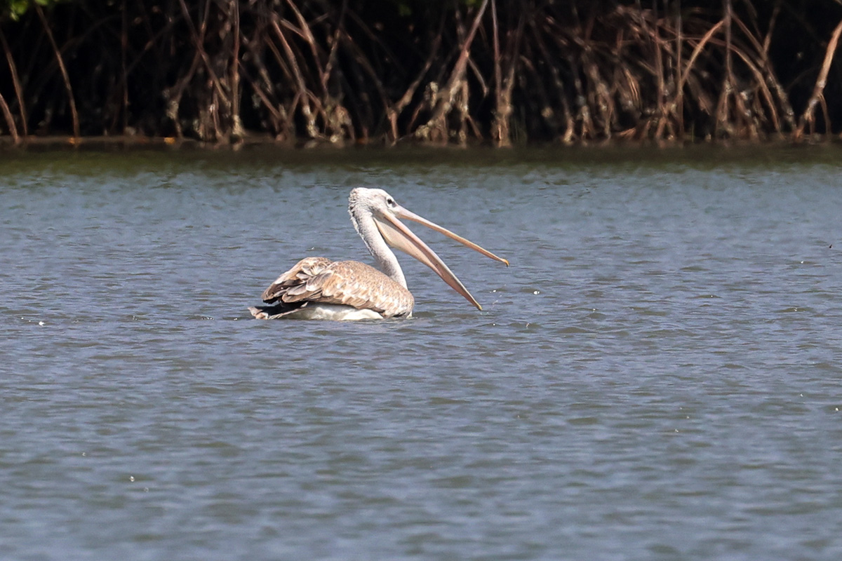 Pink-backed pelican